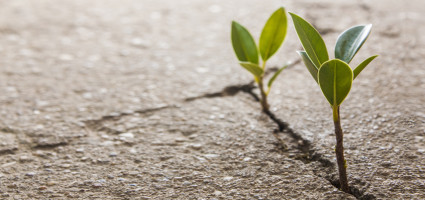 Der lebendige Mensch...